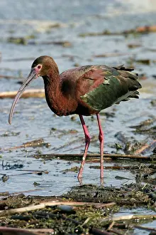 Plegadis: White-faced Ibis