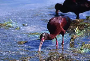 Ibises: White-faced Ibis