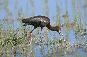 Ibises: White-faced Ibis