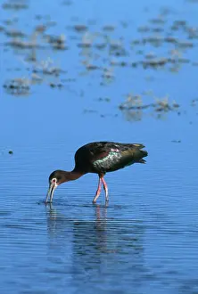 Ibises: White-faced Ibis