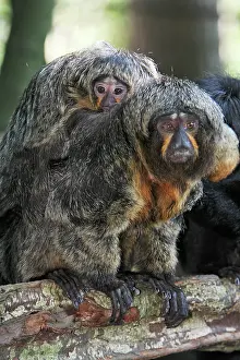Saki: White-faced Saki - female with baby