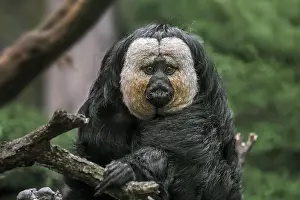 Haplorhine: White-faced saki, Guianan saki, golden-faced saki