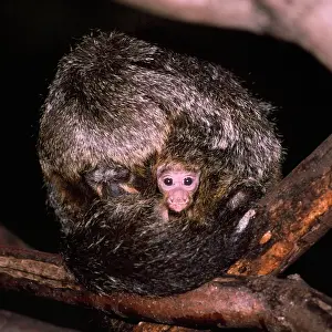 Saki: White-faced Saki Monkey - baby peering from motherIs fur