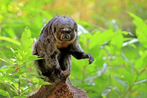 Haplorhine: White-faced saki (Pithecia pithecia), adult, female