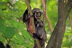 Haplorhine: White-faced saki (Pithecia pithecia), adult, female