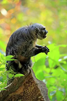 Haplorhine: White-faced saki (Pithecia pithecia), adult, female