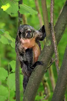 Haplorhine: White-faced saki (Pithecia pithecia), adult, female