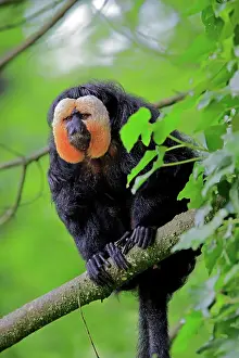 Haplorhine: White-faced saki (Pithecia pithecia), adult, male