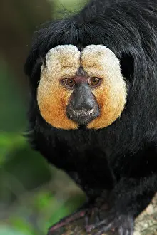 Saki: White-faced Saki - portrait of male