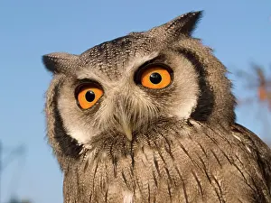 Scops: White Faced Scops Owl