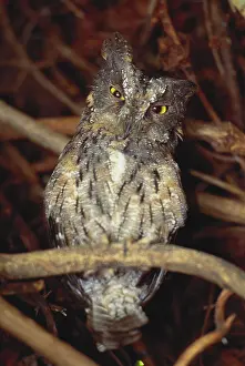 Scops: White-Faced Scops Owl