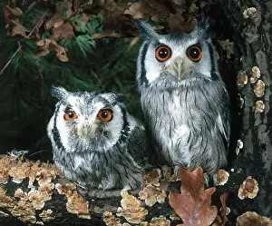 Scops: White Faced Scops Owl
