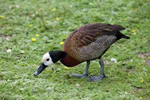 Dendrocygna: White-faced tree duck - grazing