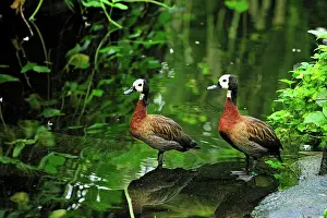 Viduata: White-faced Whistling Duck