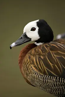 Viduata: White-faced Whistling Duck