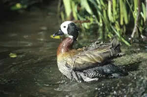 Dendrocygna: White-faced Whistling Duck