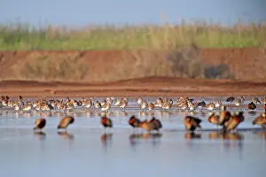 Senegal: White-faced Whistling-Duck