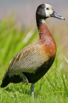 Whistling: White-faced Whistling Duck at Bushman's