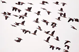 Dendrocygna: White-faced Whistling Duck flock in flight