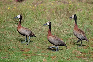 Dendrocygna: White-faced Whistling Ducks
