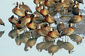 Whistler: White-faced Whistling Ducks