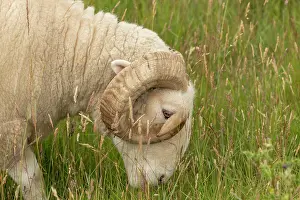 Sward: White-Faced Woodland, Sheep breed, grazing in grassland