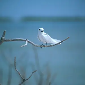 Sternidae: White or Fairy Tern
