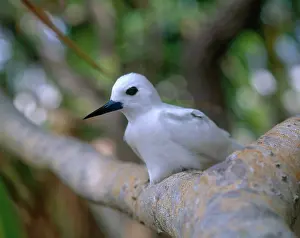 Sternidae: White or Fairy Tern