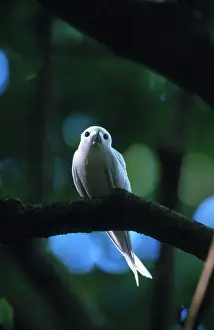Sternidae: White or Fairy Tern