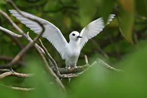Selective: White Fairy Tern, Gygii alba, Ducie Island