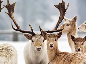 Cervinae: White fallow deer (Dama dama) in the snow, Neuhaus