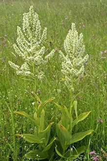 Helleborines: White False Helleborine in pasture Carpathians, Romania