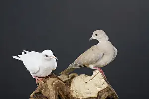 Streptopelia: White and Fawn Ring-neck Doves