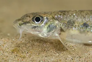 Invasief: White-finned Gudgeon