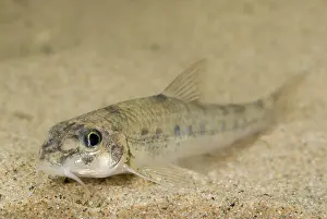 Invasief: White-finned Gudgeon