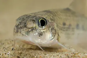 Invasief: White-finned Gudgeon