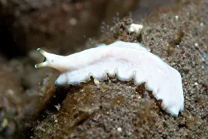 Flatworm: White Flatworm Seraya shore dive site, Bali, Indonesia