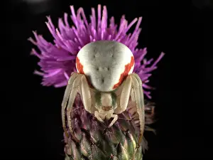 Misumena: White Flower Crabspider