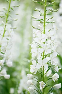 Flowered: White-flowered rosebay willowherb, Chamaenerion