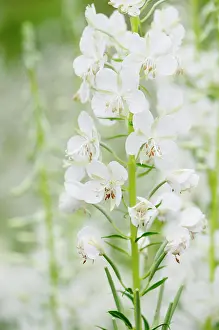 Flowered: White-flowered rosebay willowherb, Chamaenerion