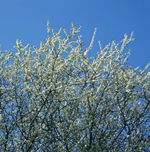 Thorns: White flowers of blackthorn