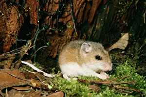 Peromyscus: White-footed Deer MOUSE