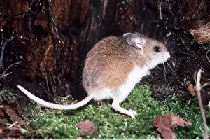 Mice: White-footed Deer Mouse
