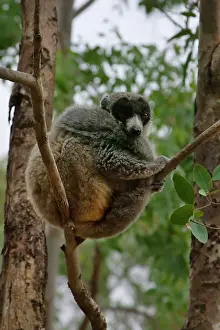 Keren: White-footed lepilemur (Lepilemur leucopus)