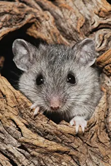 Lair: White-footed Mouse (Peromyscus leucopus), adult