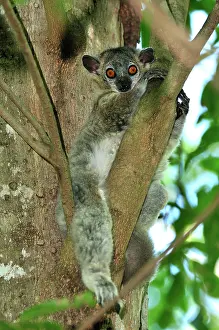 Leucopus: White-footed Sportive Lemur