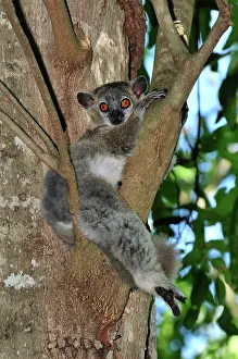 Leucopus: White-footed Sportive Lemur