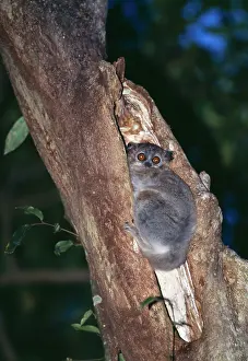 Leucopus: White-footed Sportive LEMUR