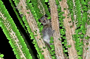 Leucopus: White-footed Sportive Lemur - on Alluaudia spiny plant