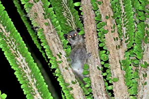 Leucopus: White-footed Sportive Lemur - on Alluaudia spiny plant